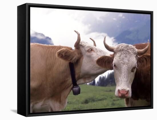 Simmental Cows, Switzerland-Lynn M^ Stone-Framed Stretched Canvas