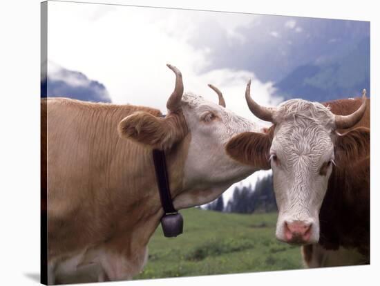 Simmental Cows, Switzerland-Lynn M^ Stone-Stretched Canvas