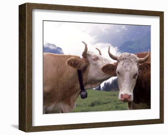 Simmental Cows, Switzerland-Lynn M^ Stone-Framed Premium Photographic Print