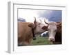 Simmental Cows, Switzerland-Lynn M^ Stone-Framed Premium Photographic Print