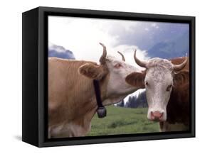 Simmental Cows, Switzerland-Lynn M^ Stone-Framed Stretched Canvas