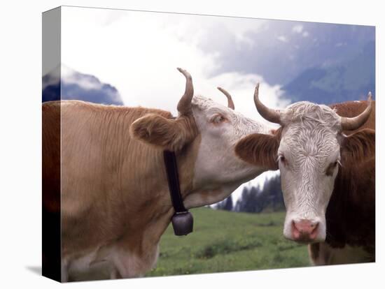 Simmental Cows, Switzerland-Lynn M^ Stone-Stretched Canvas