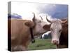 Simmental Cows, Switzerland-Lynn M^ Stone-Stretched Canvas