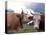 Simmental Cows, Switzerland-Lynn M^ Stone-Stretched Canvas