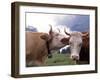 Simmental Cows, Switzerland-Lynn M^ Stone-Framed Photographic Print