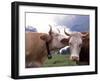 Simmental Cows, Switzerland-Lynn M^ Stone-Framed Photographic Print