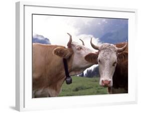 Simmental Cows, Switzerland-Lynn M^ Stone-Framed Photographic Print