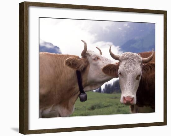 Simmental Cows, Switzerland-Lynn M^ Stone-Framed Photographic Print