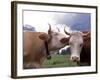 Simmental Cows, Switzerland-Lynn M^ Stone-Framed Photographic Print