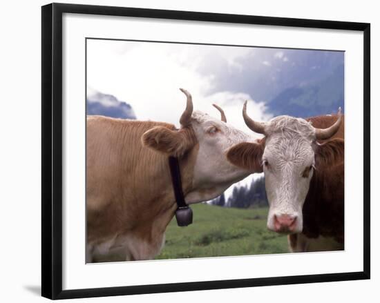 Simmental Cows, Switzerland-Lynn M^ Stone-Framed Photographic Print