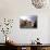 Simmental Cows, Switzerland-Lynn M^ Stone-Mounted Photographic Print displayed on a wall
