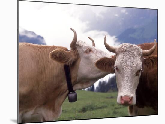 Simmental Cows, Switzerland-Lynn M^ Stone-Mounted Photographic Print