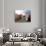 Simmental Cows, Switzerland-Lynn M^ Stone-Photographic Print displayed on a wall