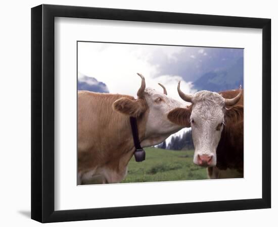 Simmental Cows, Switzerland-Lynn M^ Stone-Framed Photographic Print