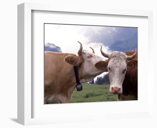 Simmental Cows, Switzerland-Lynn M^ Stone-Framed Photographic Print