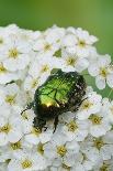 Rose Chafer Beetle (Cetonia Aurata) Feeding On Flowers, Sussex, UK, June-Simon Colmer-Stretched Canvas