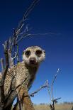 Meerkat Looking Into Lens (Suricata Suricatta) Tswalu Kalahari Reserve, South Africa-Simon King-Photographic Print