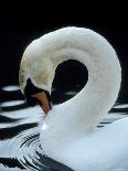 Mute Swan Male Preening, UK-Simon King-Mounted Premium Photographic Print