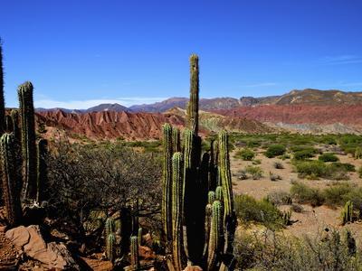 Cacti in Canon del Inca, Tupiza Chichas Range, Andes, Southwestern Bolivia, South America
