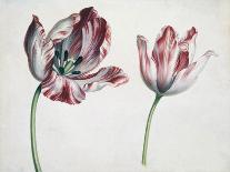 Tulips-Simon Peeterz Verelst-Framed Giclee Print