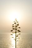 Tree, Sunset (Backlit)-Simon Plant-Framed Stretched Canvas