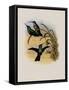 Simon's Sabre-Wing, Campylopterus Phainopeplus-John Gould-Framed Stretched Canvas