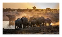 Elephant Huddle-Simon Van Ooijen-Framed Stretched Canvas