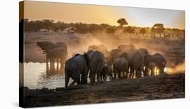 Elephant Huddle-Simon Van Ooijen-Stretched Canvas