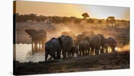 Elephant Huddle-Simon Van Ooijen-Stretched Canvas