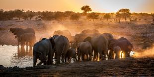 Elephant Huddle-Simon Van Ooijen-Framed Stretched Canvas