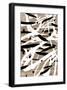 Black Frame