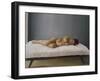 Simona Pregnant Lying Down, 2007-Peter Breeden-Framed Giclee Print