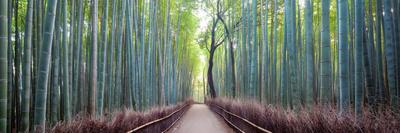 Arashiyama Bamboo Grove, Kyoto, Japan-Simonbyrne-Stretched Canvas