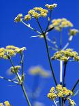 Lovage Against Blue Sky-Simone Metz-Mounted Photographic Print