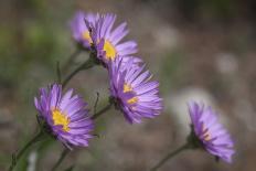 Boreal Aster-Simone Wunderlich-Photographic Print