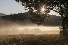 Austria, Carinthia, mountain wood, fog,-Simone Wunderlich-Photographic Print