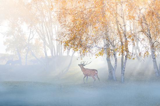 Premium Photographic Print, , large