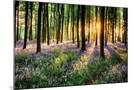 Wood Mount