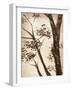 Simple Branches II-Alonzo Saunders-Framed Art Print