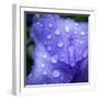 Simple Drops-Philippe Sainte-Laudy-Framed Photographic Print