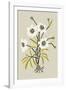 Simple Flora - White Flowers-Kristine Hegre-Framed Giclee Print