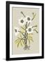 Simple Flora - White Flowers-Kristine Hegre-Framed Giclee Print