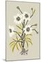 Simple Flora - White Flowers-Kristine Hegre-Mounted Giclee Print