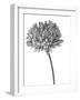 Simple Floral - Bud-Lucy Francis-Framed Giclee Print