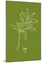 Simple Herb - Sage-Clara Wells-Mounted Giclee Print