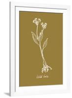 Simple Herb - Wild Garlic-Clara Wells-Framed Giclee Print