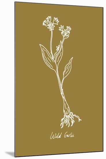Simple Herb - Wild Garlic-Clara Wells-Mounted Giclee Print