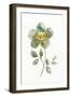 Simple Petals II-null-Framed Art Print