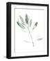 Simple Sage II-Emma Scarvey-Framed Art Print