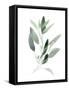 Simple Sage III-Emma Scarvey-Framed Stretched Canvas